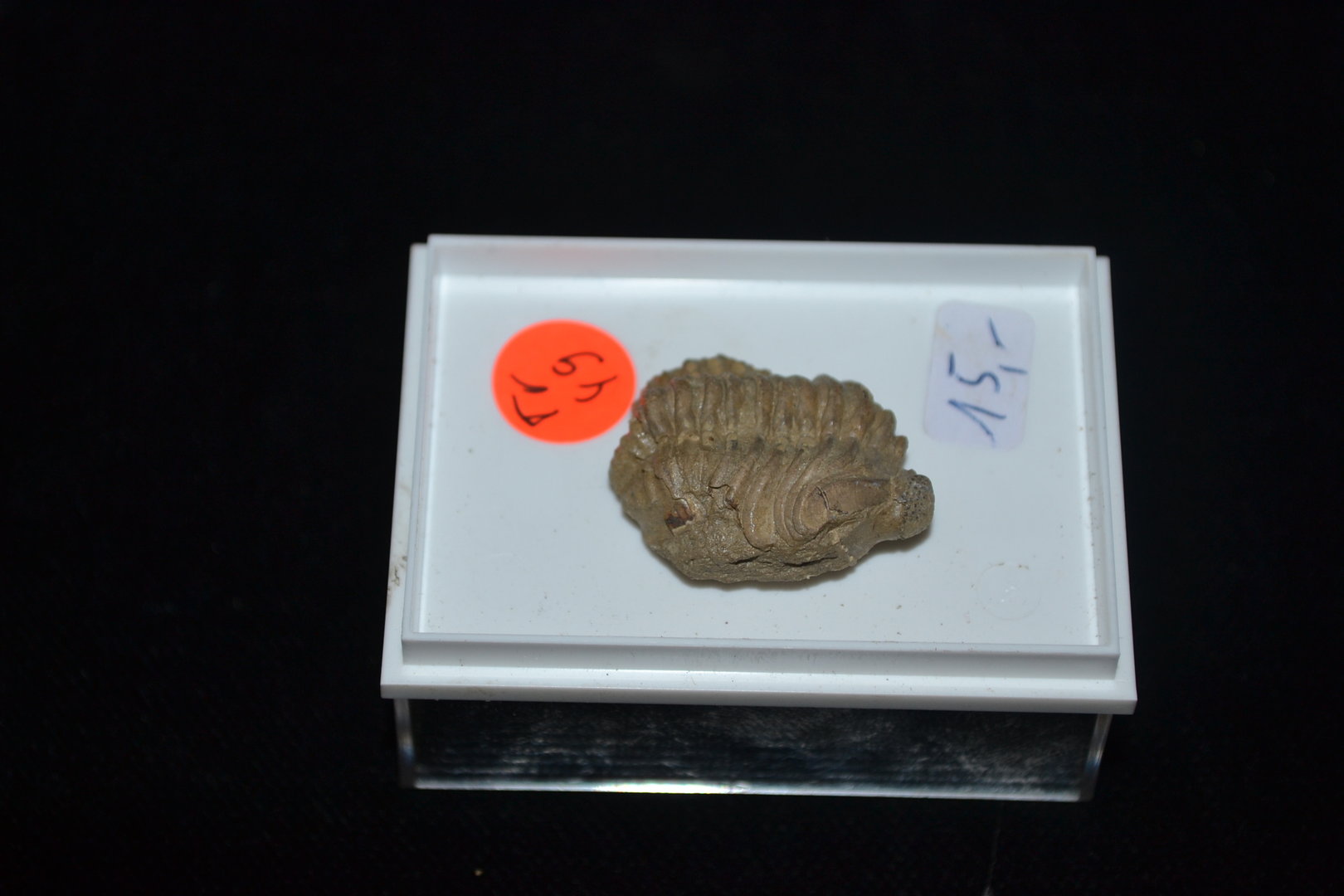 Fossiele trilobiet Phacopide Midden-Devon Trilobietvelden Gees Eifel