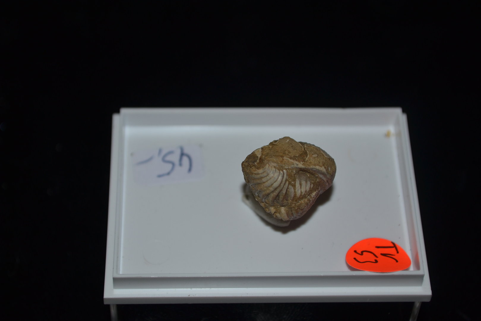Zelden Fossiele trilobiet Midden-Devon Trilobietvelden Gees Eifel