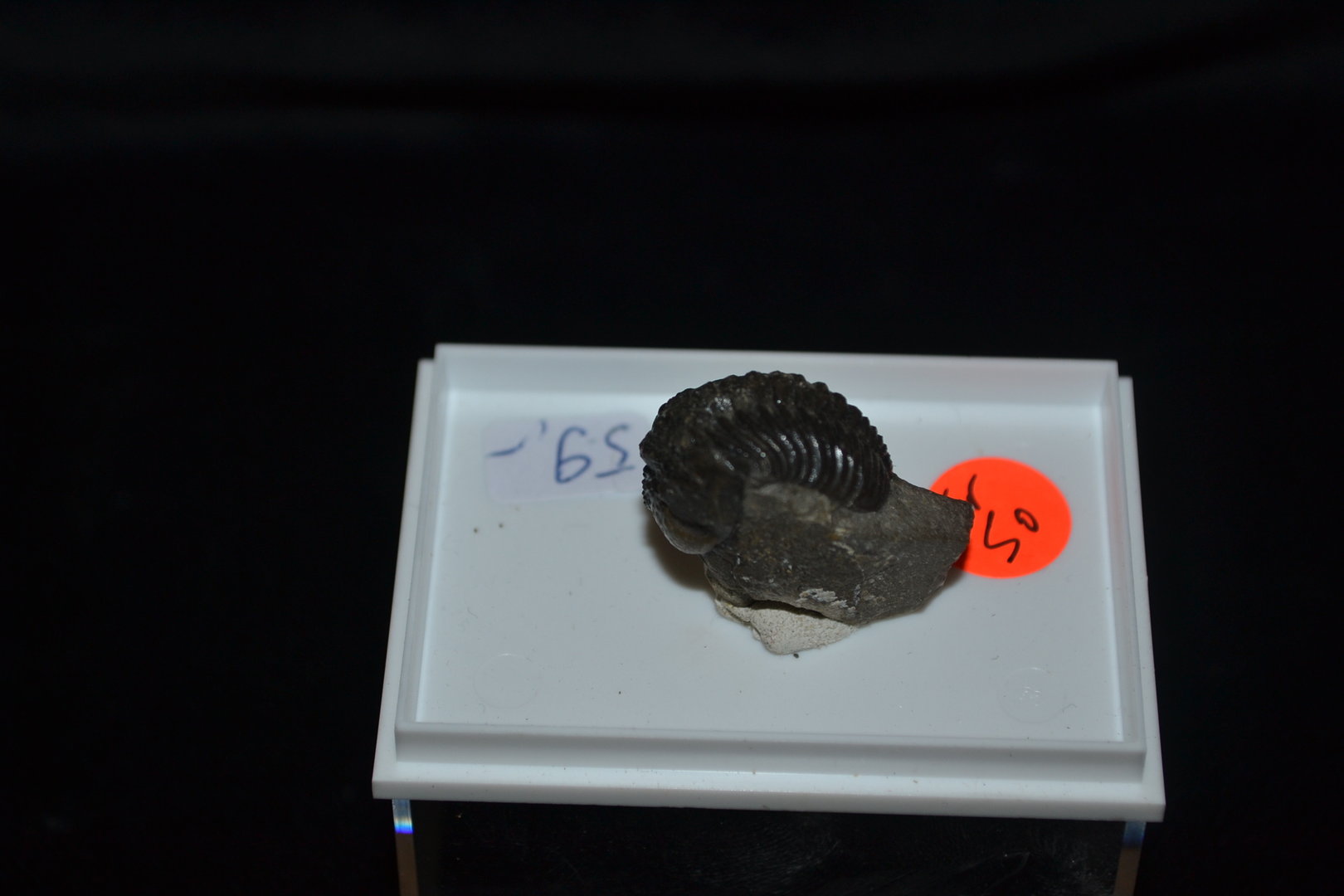 fossil  trilobite Phacops Middle Devonian Gees