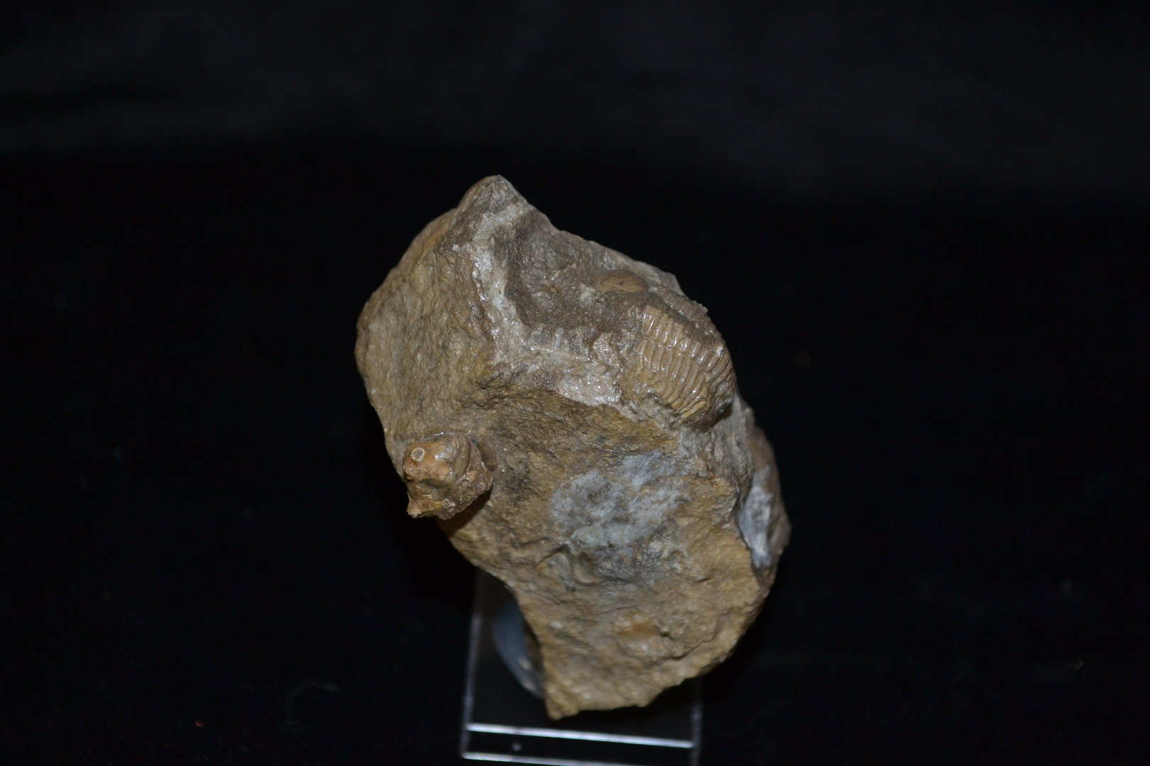 fossil  trilobite Middle Devonian Gees