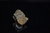 Trilobit  Fragmente Devon Gees Eifel