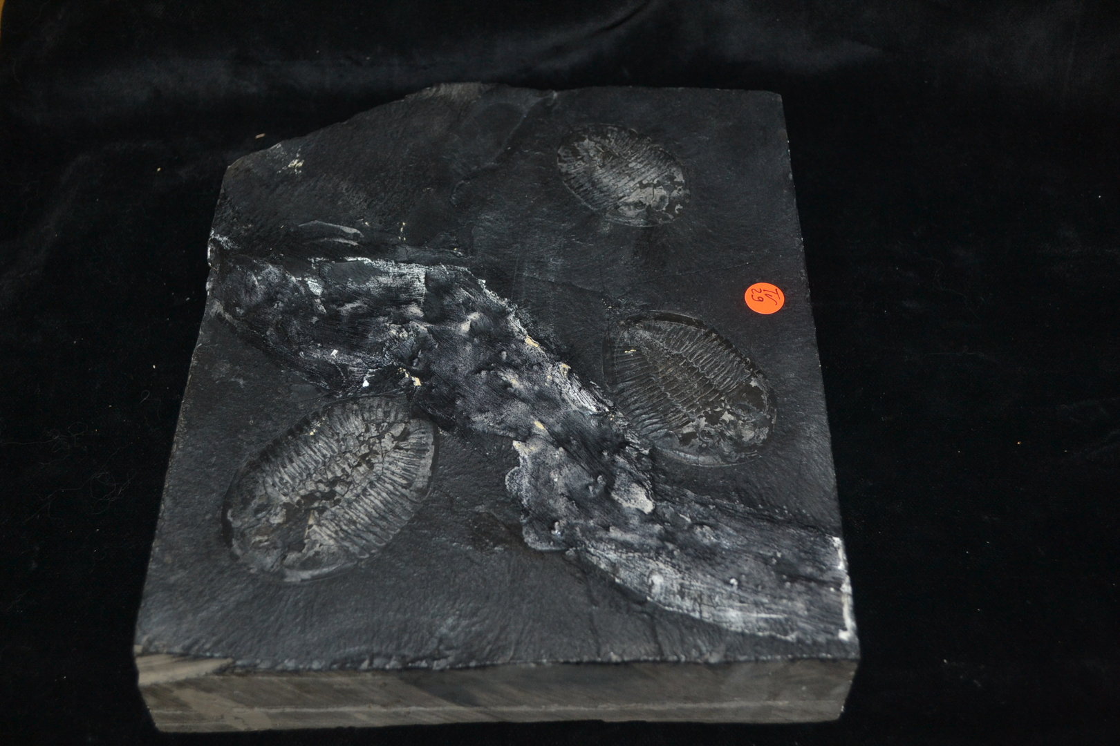 trilobiet Lower Cambrian USA