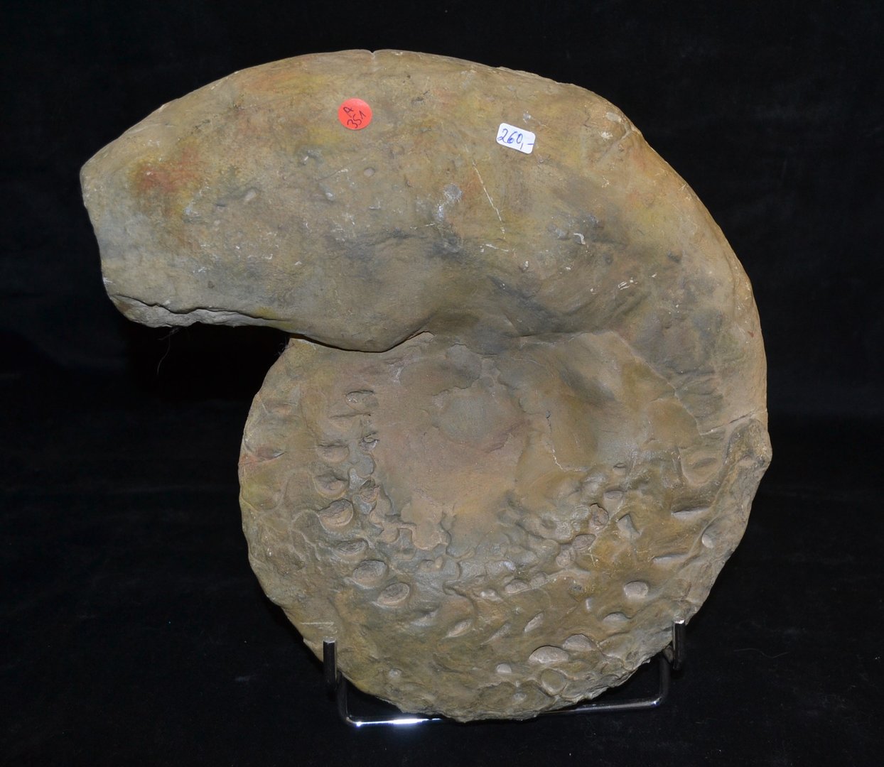 Ceratit Discoceratite Göttingen Ammonite triassic