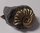 Ammonit Pleuroceras behandelt Buttenheim