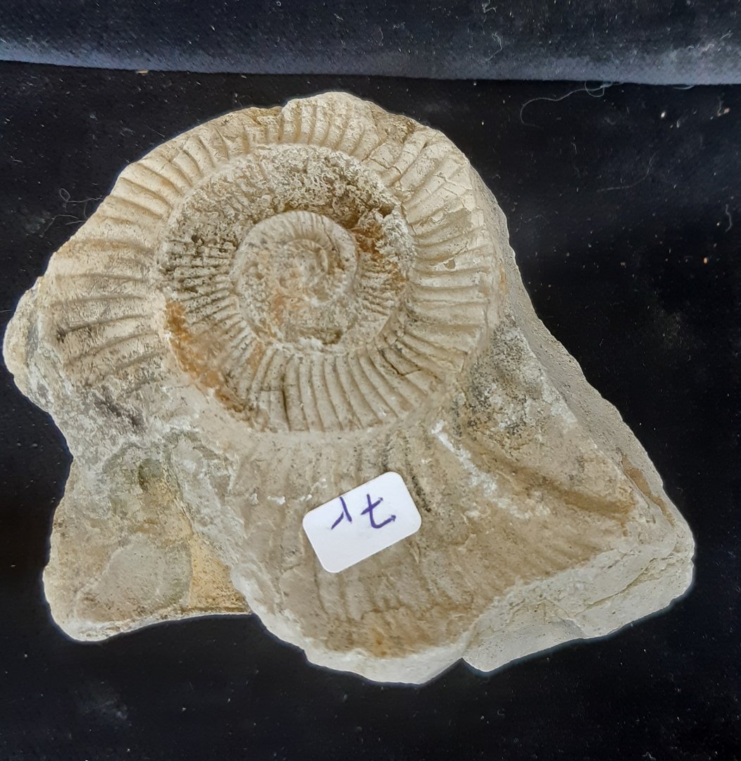 Ammonit Negativabdruck Oberer Jura Ulm