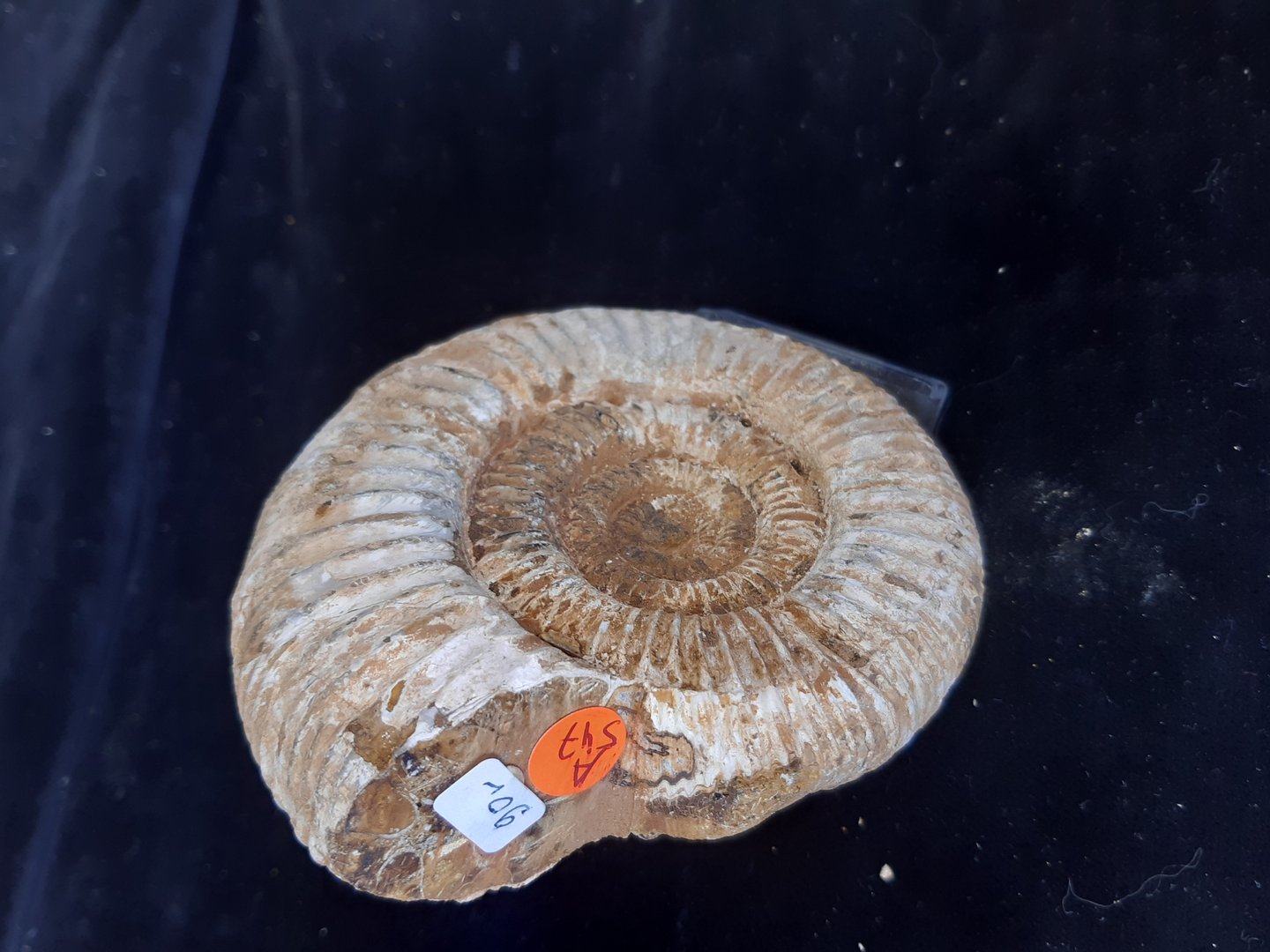 Ammonit Perisphinctes Oberer Jura Madagaskar