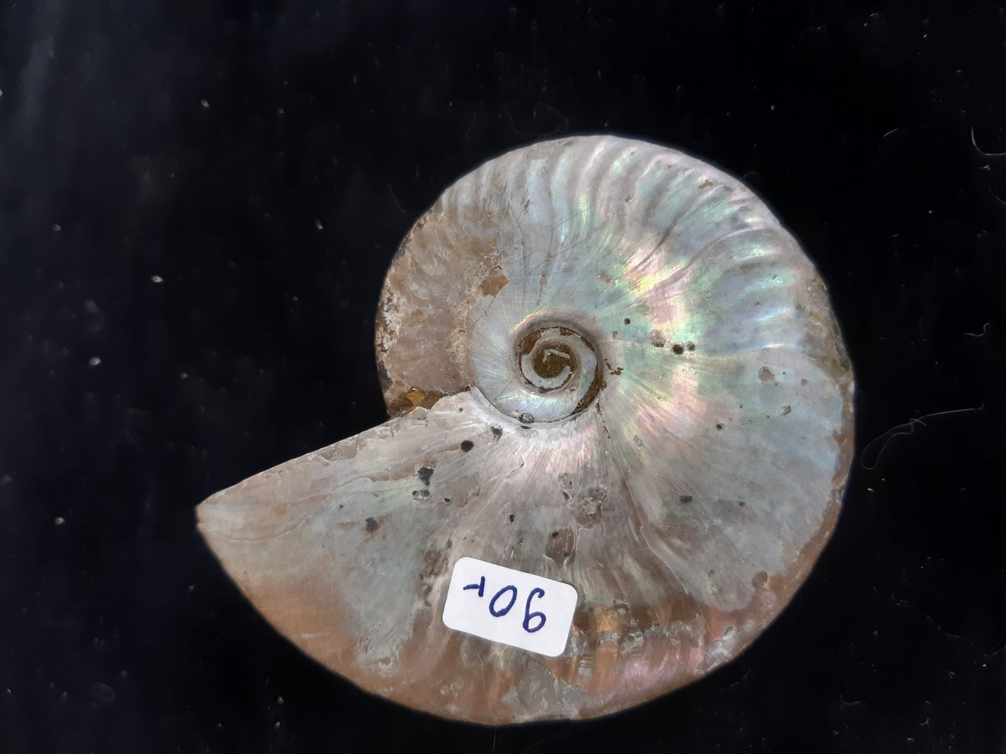 Ammonit Original Perlmuttschale Madagaskar