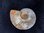 Ammonit Original Perlmuttschale Madagaskar