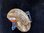 Ammonit Perisphinctes Oberer Jura Madagaskar