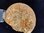 Ammonit Mittlerer Jura Normandie Frankreich