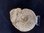 Ammonit Mittlerer Jura Normandie Frankreich