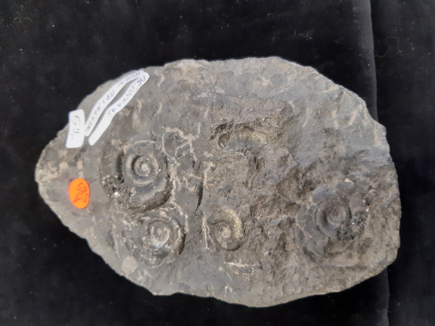 Ammoniten Psiloceras Horn Bad Meinberg