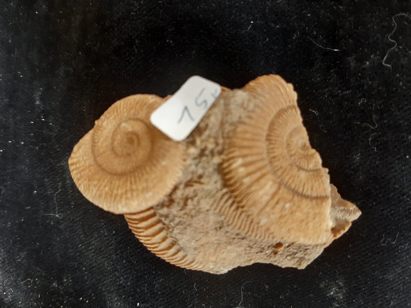 Ammoniten Dactylioceras Schlaifhausen Jura Franken