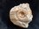 Ammonit Paar Positiv- / Negativabdruck Ob. Jura Ulm