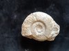 Ammonit  Oberer Jura Ulm