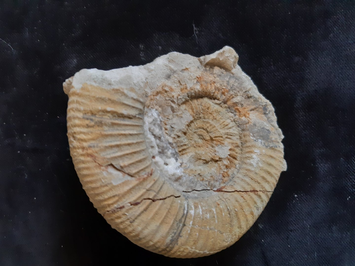 Ammonit  Oberer Jura Ulm