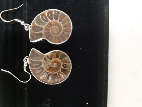 Paar Ohrhänger Ammonit Madagaskar
