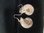 Paar Ohrhänger Ammonit Madagaskar