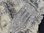 Seelilie Encrinus liliiformis Alverdissen Muschelkalk